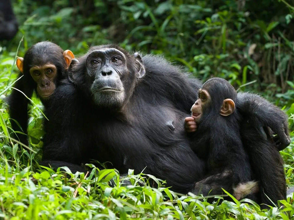 Chimpanzees in a Ugandan forest