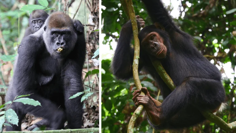 6-Day Discover Uganda: Gorilla and Chimpanzee Mid-Range Adventure